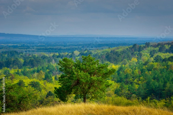 Obraz landscape with forest