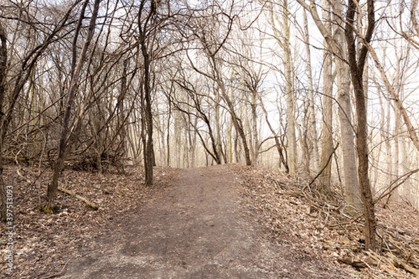 Fototapeta path in the forest