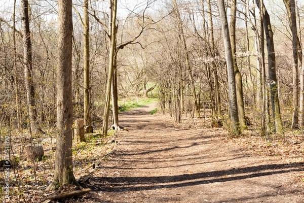 Fototapeta path in the woods
