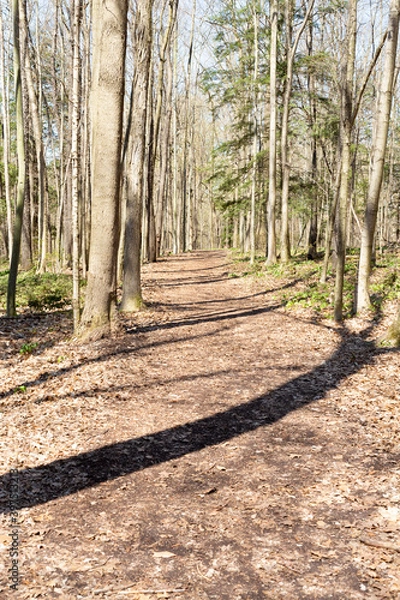 Fototapeta footpath in the forest