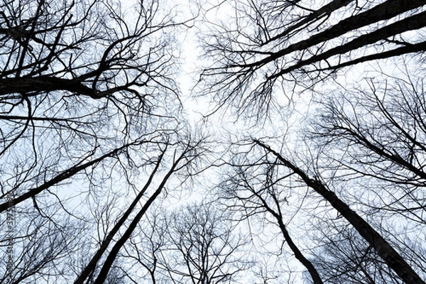 Fototapeta branches of a tree
