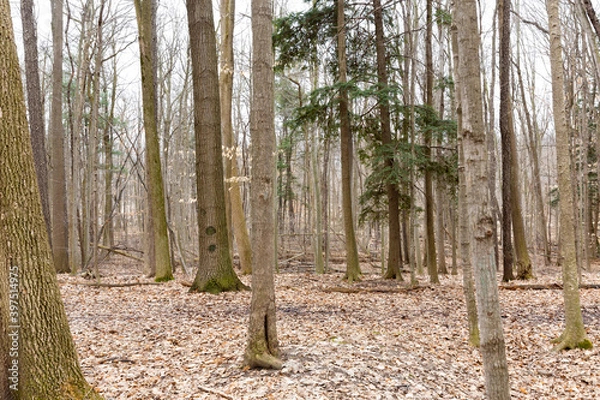 Obraz trees in the park