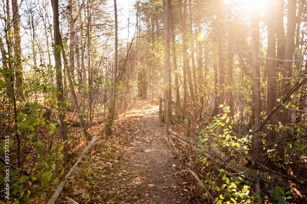 Obraz morning in the woods