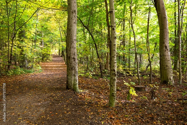 Fototapeta path in the forest