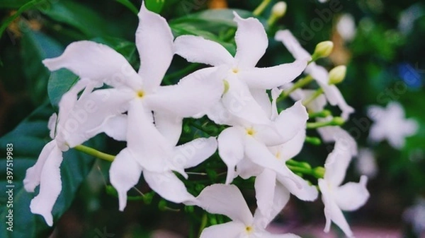 Obraz white and violet