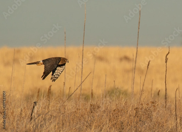 Obraz Harrier Hawk