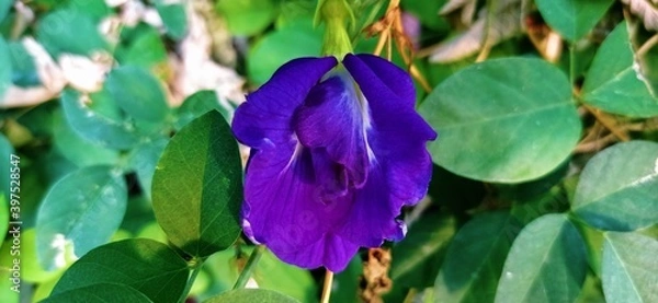 Fototapeta Pea flower
