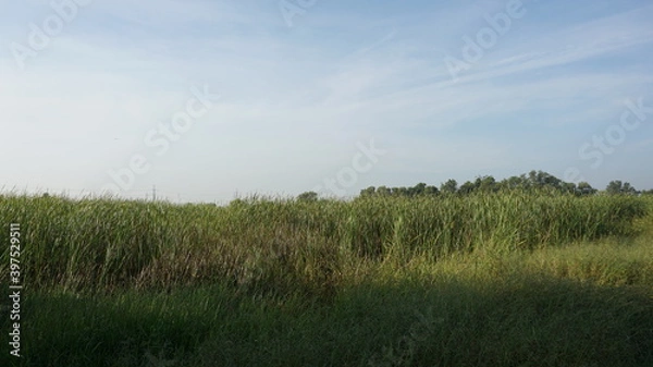 Obraz grass and sky