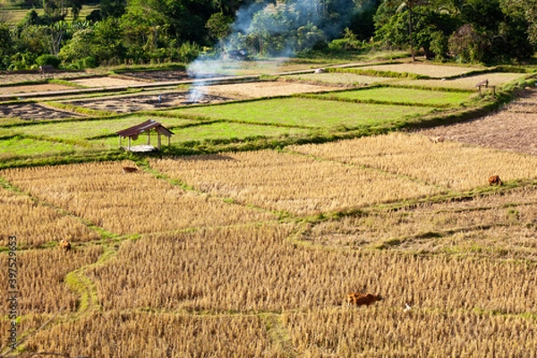 Obraz Small hut in the highhill cultivated rice fields
