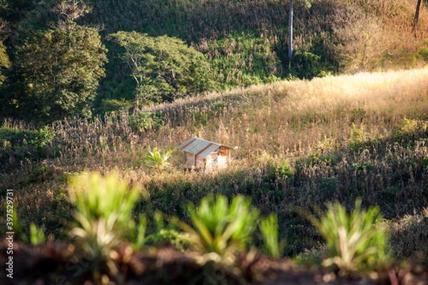 Obraz Small hut in the highhill agriculture fields