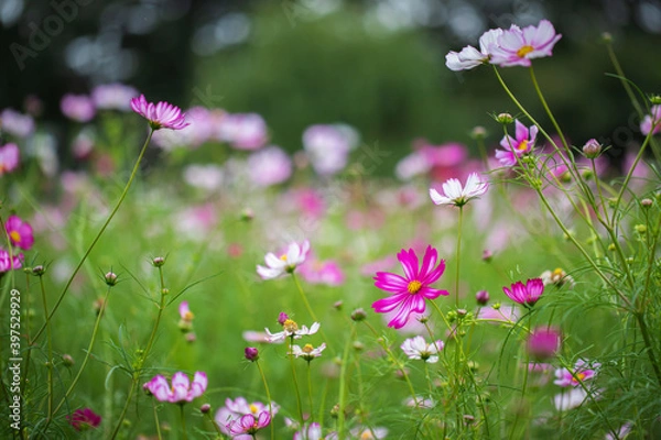 Fototapeta コスモス