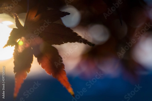 Fototapeta 秋の葉