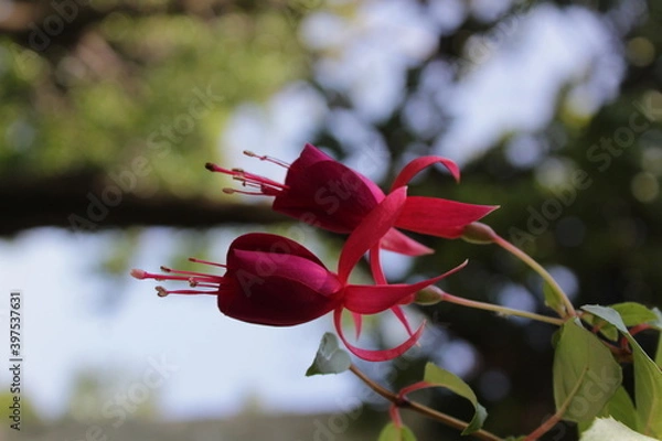 Obraz Flor rosa campana