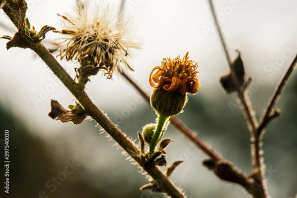 Fototapeta wildflower