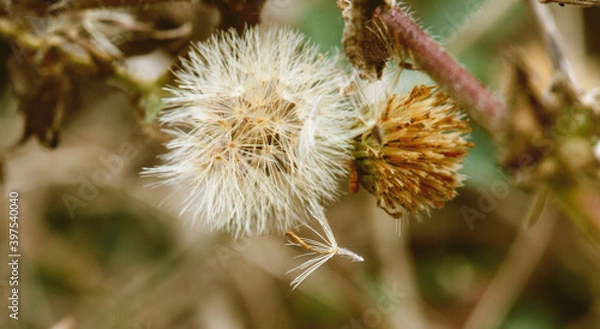 Fototapeta thistle flower