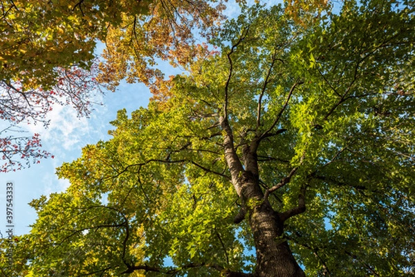 Obraz 朝の公園の風景　12月