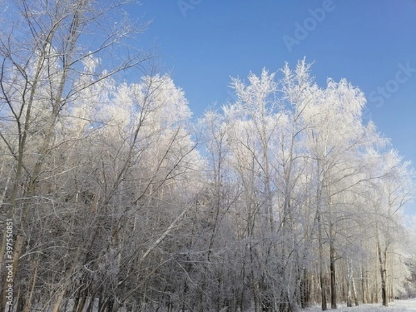 Obraz trees in the snow