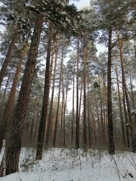 Obraz forest in winter