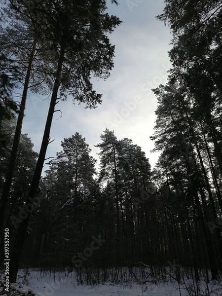 Obraz sunrise in the forest