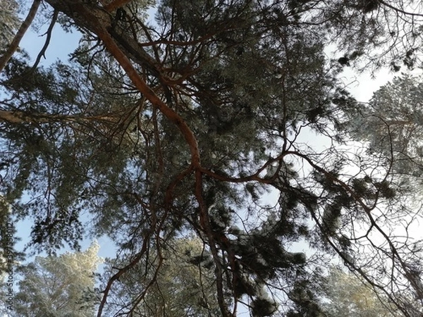 Obraz trees in the forest