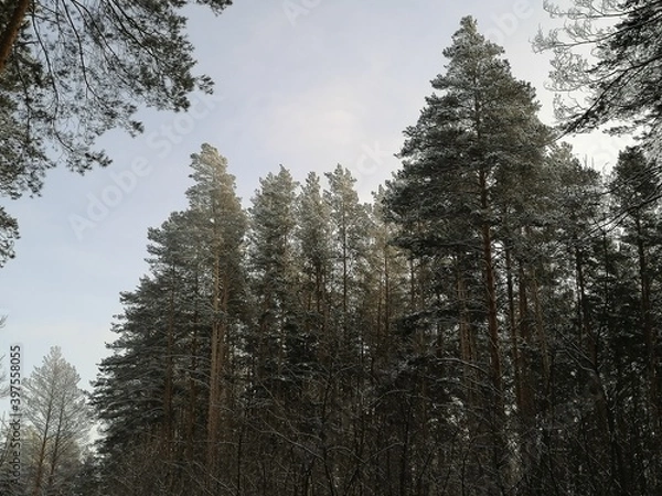 Obraz winter forest in the snow