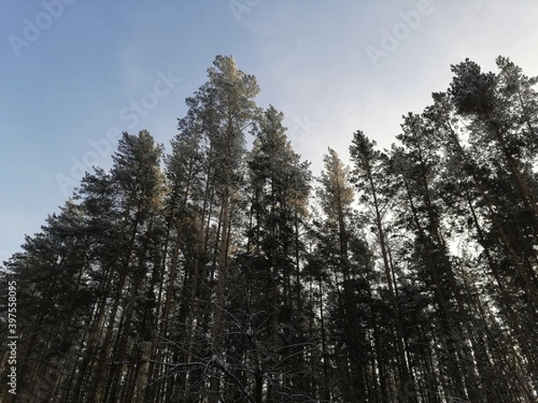 Obraz trees in winter