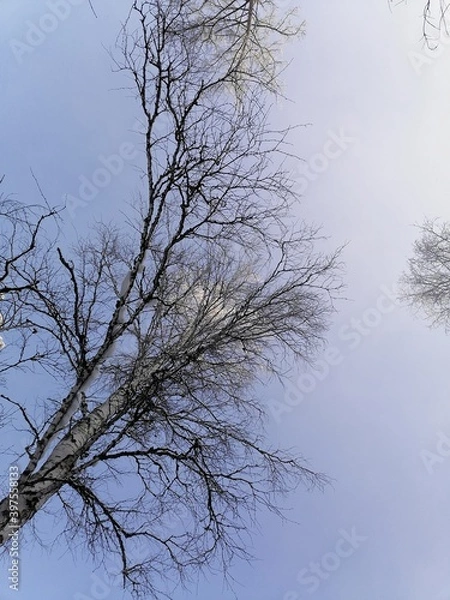 Obraz tree in the sky