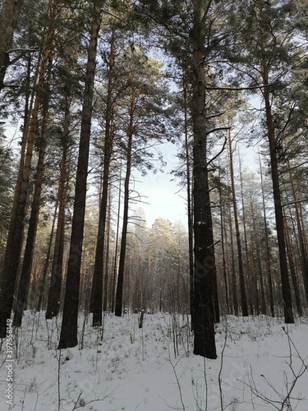 Obraz forest in the snow