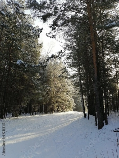 Obraz winter forest in the snow