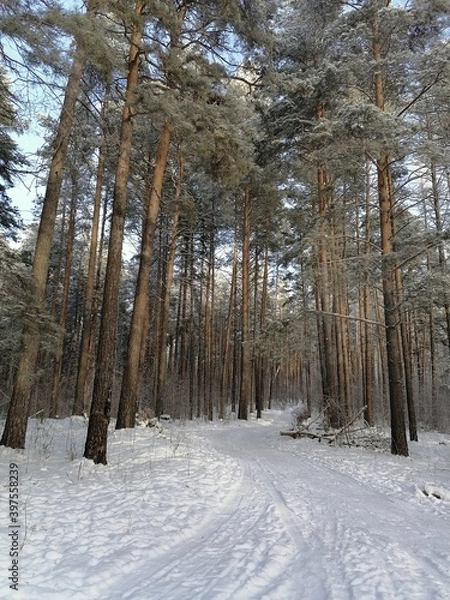 Obraz winter forest in the snow