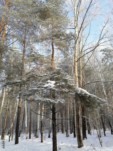 Obraz trees in the snow