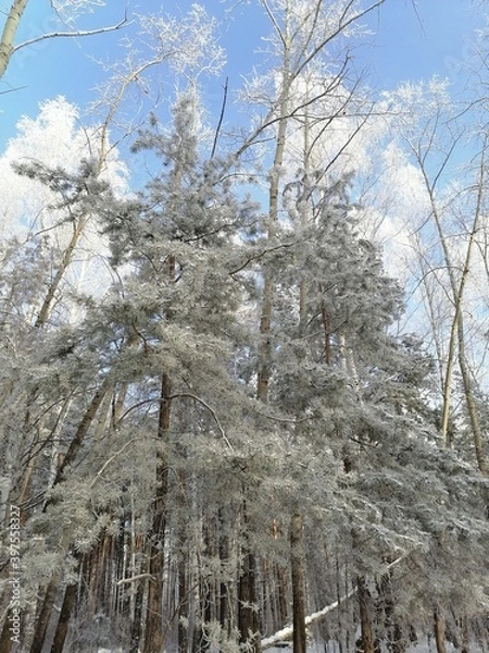 Obraz trees in the snow