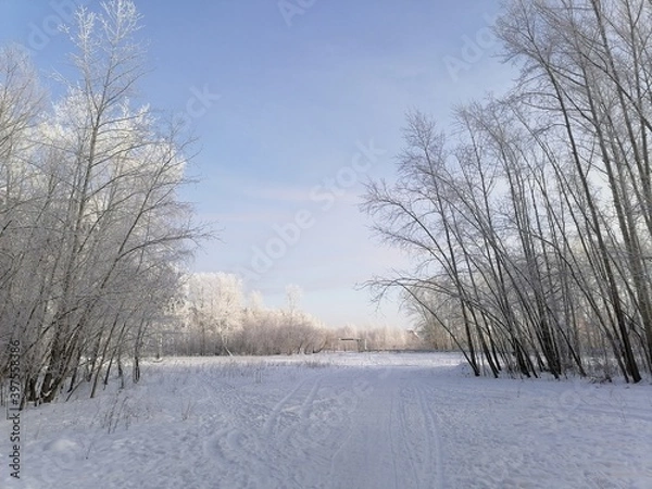 Obraz winter landscape with trees