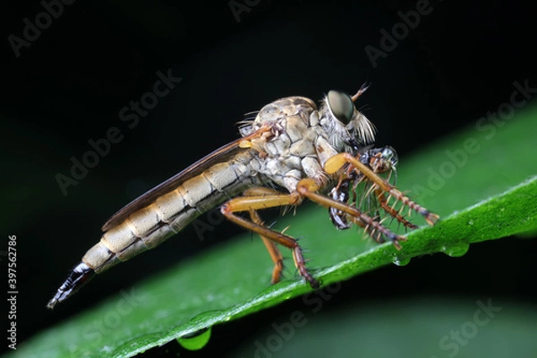 Fototapeta Insectivorous flies prey on weeds