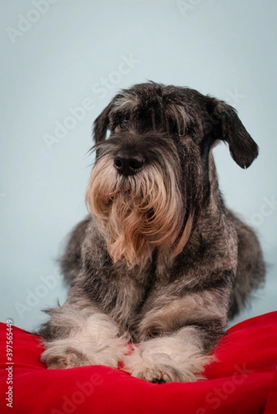 Obraz Serious wirehaired mittel schnauzer posing in studio on gray background. The dog lies with its legs outstretched on a red pillow. Close up.