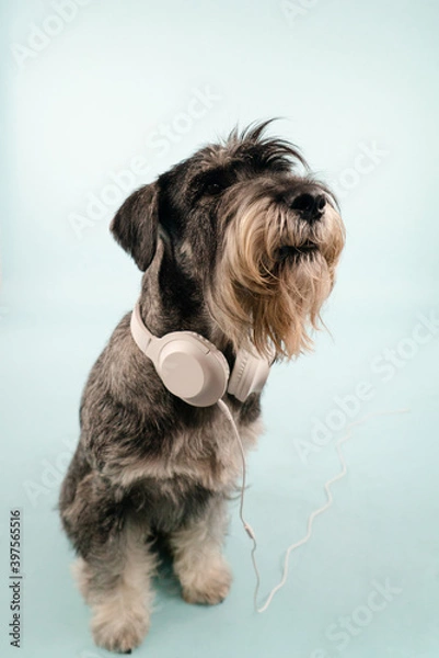 Obraz Front view of a seated mittel schnauzer with white headphones around his neck. The dog sits in the studio on a bluish background, and pulls its head forward. Close up.