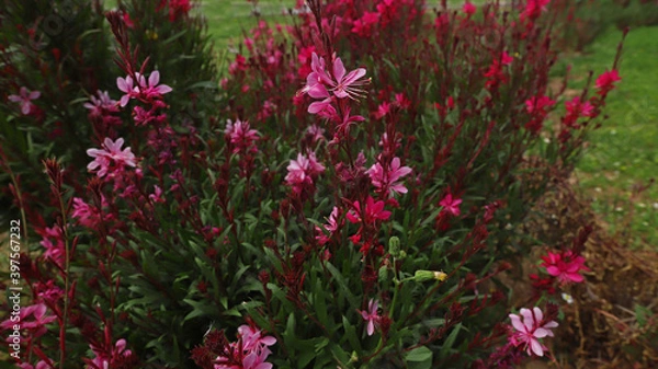 Obraz Lobelia cardinalis blossom blooming in May