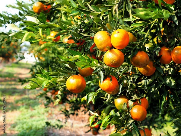 Fototapeta Tangerines on a citrus plantation