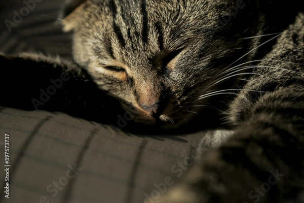 Fototapeta A lop-eared grey cat is lying on the sofa, licking his fur and yawning in the shadow.