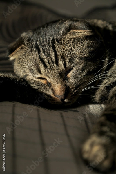 Fototapeta A lop-eared grey cat is lying on the sofa, licking his fur and yawning in the shadow.
