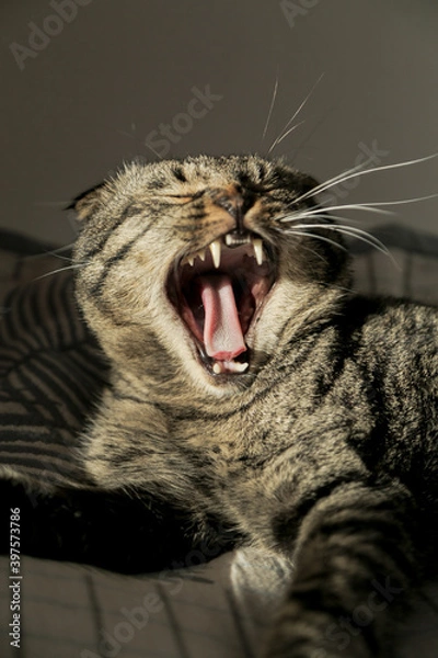 Fototapeta A lop-eared grey cat is lying on the sofa, licking his fur and yawning in the shadow.