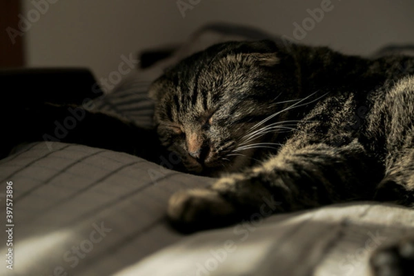 Fototapeta A lop-eared grey cat is lying on the sofa, licking his fur and yawning in the shadow.