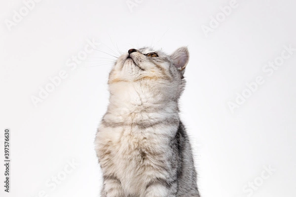 Fototapeta Portrait of Scottish straight kitten on white background