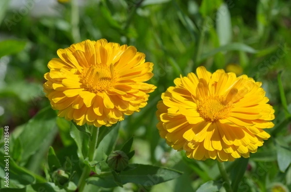 Fototapeta Yellow flowers of calendula (Lat. Calendula officinalis) close-up