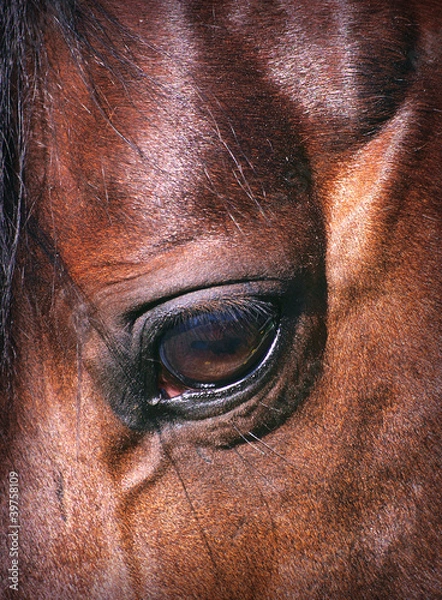 Obraz beatiful eye of the  horse closeup