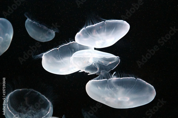 Obraz 美しくライトアップされたミズクラゲ