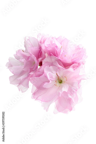 Fototapeta 八重桜のクローズアップ