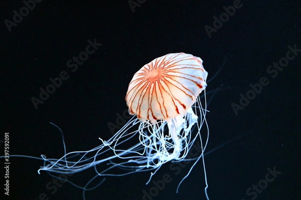 Obraz 水中をふわふわ漂う美しいアカクラゲ達