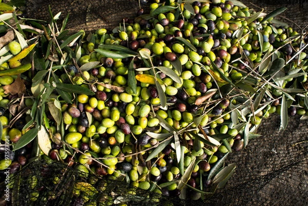 Fototapeta olive and leaves on a net