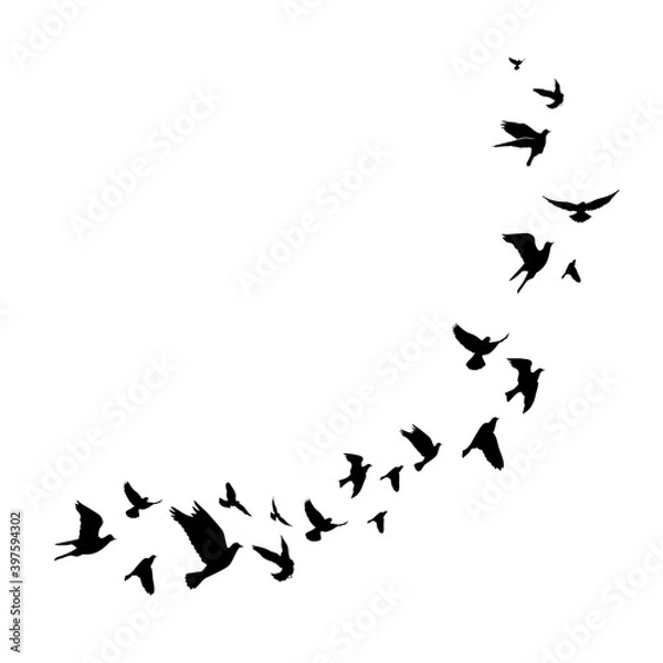 Obraz Flying birds silhouette illustration. Vector background